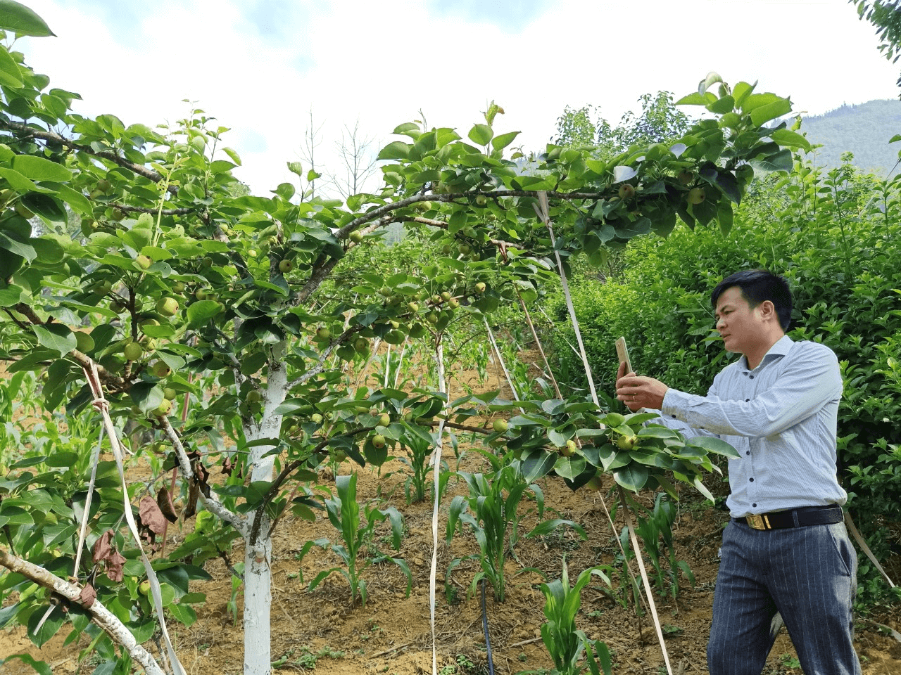 Hình ảnh: Viện Kinh Tế Và Pháp Luật Quốc Tế nghiên cứu  tiềm năng vùng nguyên liệu sản xuất hàng nông sản của vùng đất và con người vùng cao Việt Nam số 5