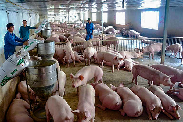Hình ảnh: Giá thịt lợn hơi nội địa ổn định sau Tết số 1