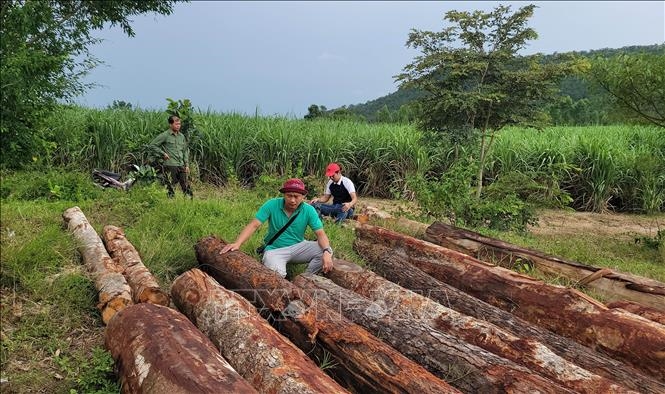 Hình ảnh: Gia Lai triệt phá vụ khai thác gỗ trái phép quy mô lớn tại rừng giáp ranh số 1