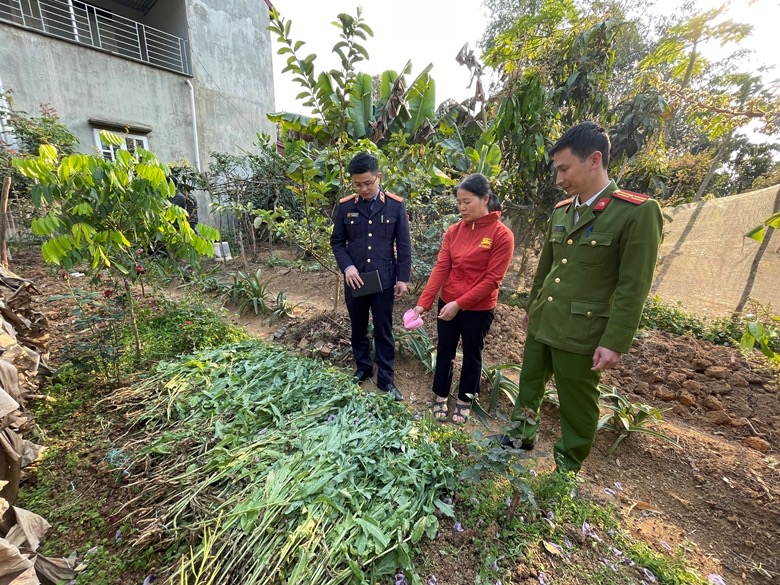 Hình ảnh: Sơn La: Ngăn chặn tình trạng trồng cây thuốc phiện số 1
