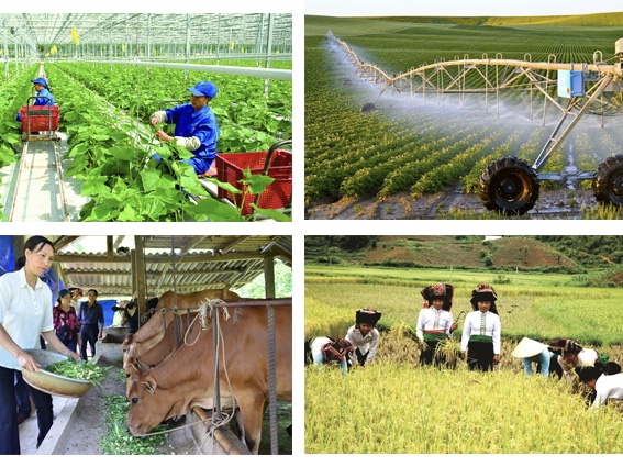 Hình ảnh: Chính sách mới về hỗ trợ bảo hiểm nông nghiệp từ ngày 24/6 số 1