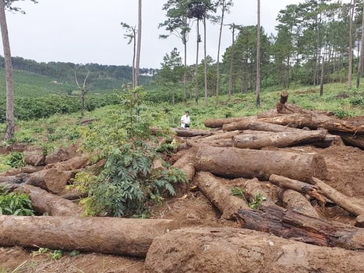 Hình ảnh: Ngăn chặn tình trạng phá rừng, lấn chiếm đất rừng số 1