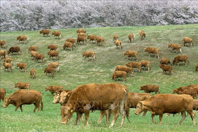 Hình ảnh: WHO cảnh báo nguy cơ lây nhiễm virus cúm gia cầm ở các đàn bò trên thế giới số 1