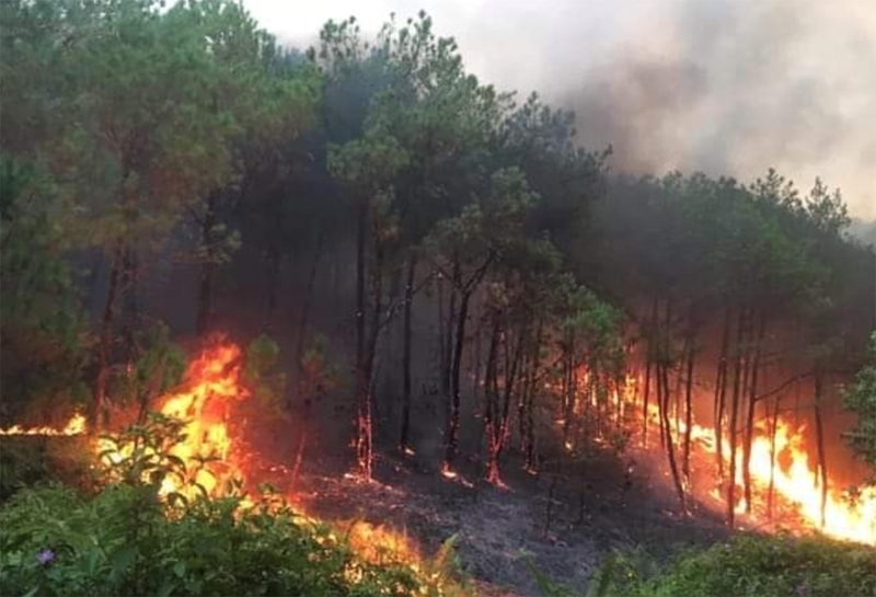 Hình ảnh: Thủ tướng yêu cầu triển khai quyết liệt các biện pháp phòng cháy, chữa cháy rừng số 1
