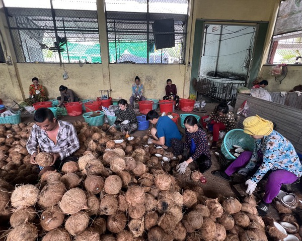 Hình ảnh: Để phát triển bền vững ngành dừa Việt Nam số 1