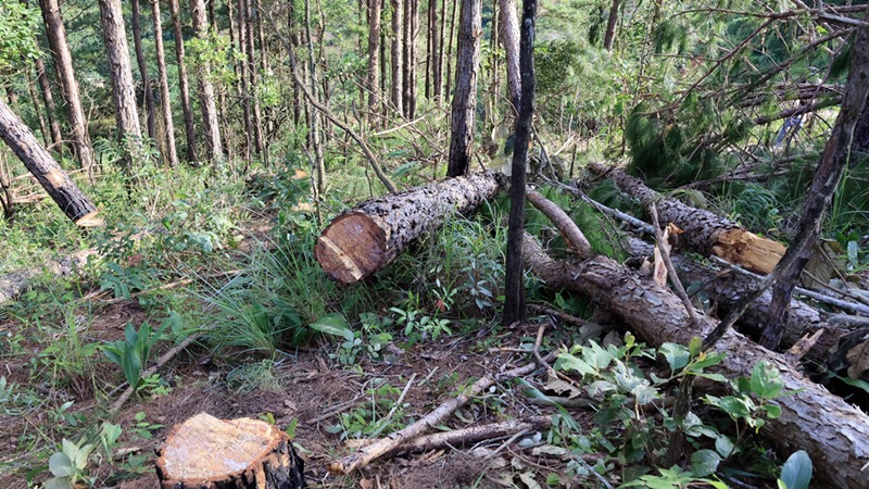 Hình ảnh: Lâm Đồng: Điều tra, xử lý vụ chặt phá trái phép rừng thông số 1