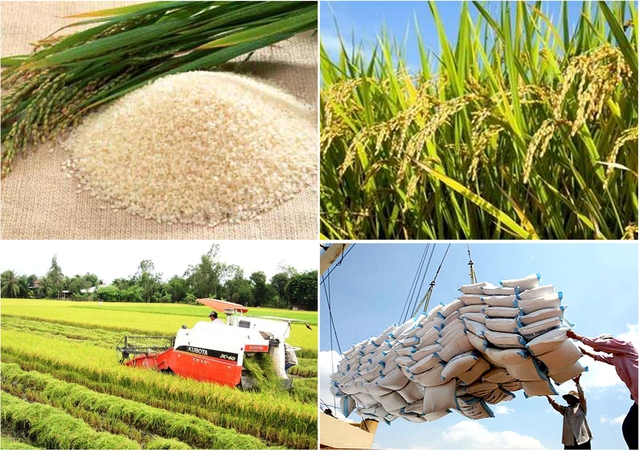 Hình ảnh: Thủ tướng chỉ thị đẩy mạnh sản xuất, kinh doanh, xuất khẩu lúa, gạo bền vững số 1