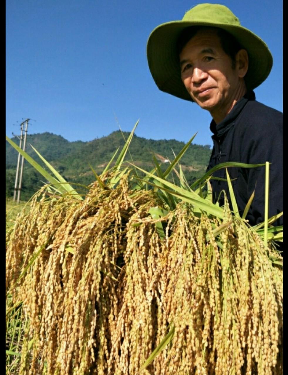 Hình ảnh: Viện Kinh tế Và Pháp luật quốc tế nghiên cứu áp dụng cải tiến khoa học công nghệ mở rộng mô hình sản xuất hàng đặc sản gạo nếp Thẳm Dương. số 1