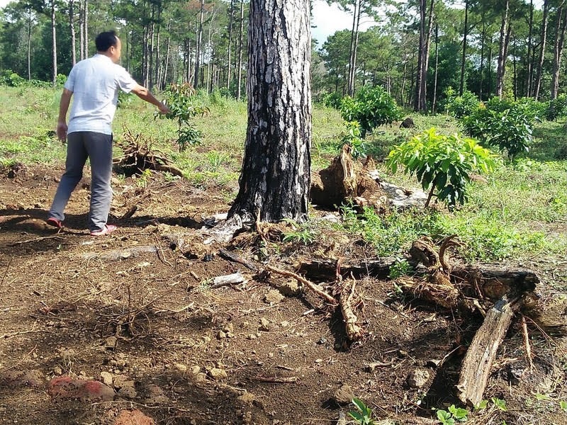 Hình ảnh: Huyện Bảo Lâm ( Lâm Đồng): Người dân bức xúc việc hoãn giải tỏa cây trồng trên diện tích lấn chiếm đất rừng số 3