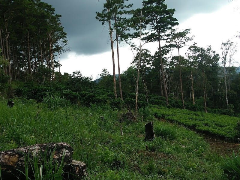 Hình ảnh: Huyện Bảo Lâm ( Lâm Đồng): Người dân bức xúc việc hoãn giải tỏa cây trồng trên diện tích lấn chiếm đất rừng số 1