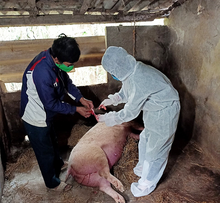 Hình ảnh: Chủ động giám sát chặt, phát hiện sớm, xử lý các ổ dịch tả lợn châu Phi số 1