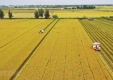 Đất lúa trong quy hoạch có được gia hạn sử dụng?