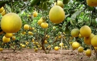 Cơ hội xuất khẩu bưởi “ Diễn”  được trồng tại Bình Xuyên Vĩnh Phúc sang các thị trường quốc tế