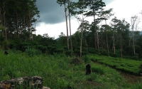 Huyện Bảo Lâm ( Lâm Đồng): Người dân bức xúc việc hoãn giải tỏa cây trồng trên diện tích lấn chiếm đất rừng