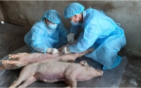 Chủ động giám sát chặt, phát hiện sớm, xử lý các ổ dịch tả lợn châu Phi