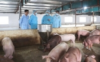 Không còn phát sinh lợn chết sau khi tiêm vaccine dịch tả lợn châu Phi
