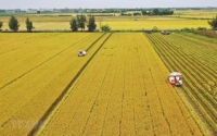 Đất lúa trong quy hoạch có được gia hạn sử dụng?