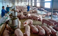 Giá thịt lợn hơi nội địa ổn định sau Tết