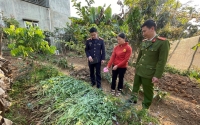 Sơn La: Ngăn chặn tình trạng trồng cây thuốc phiện