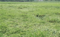 Mưa lớn, sạt lở đất gây thiệt hại tại Hà Giang, Thái Nguyên, An Giang