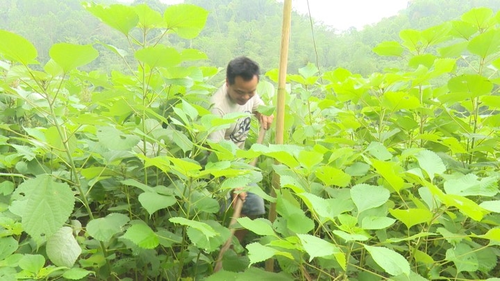 Phát triển vùng nguyên liệu cây gai xanh ở các huyện miền núi Thanh Hóa