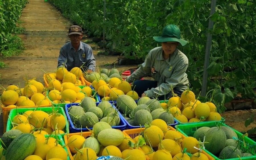 Kinh tế trang trại mang lại hiệu quả cao cho sản xuất nông nghiệp