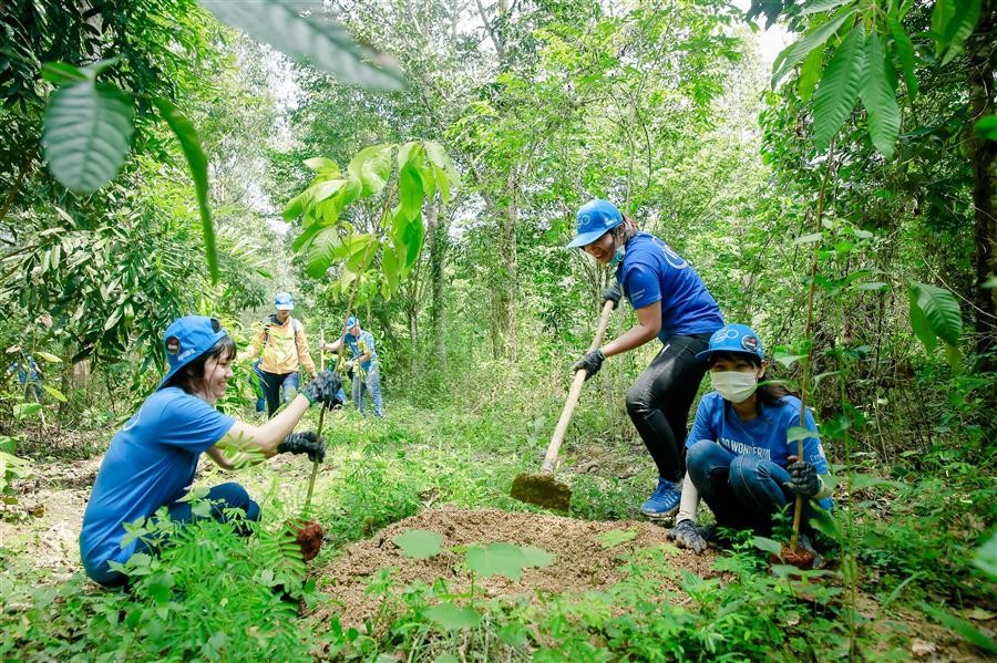 Cả nước trồng hơn 187 nghìn ha rừng trong 9 tháng