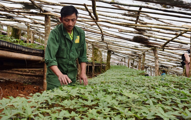 Phê duyệt Chương trình phát triển Sâm Việt Nam