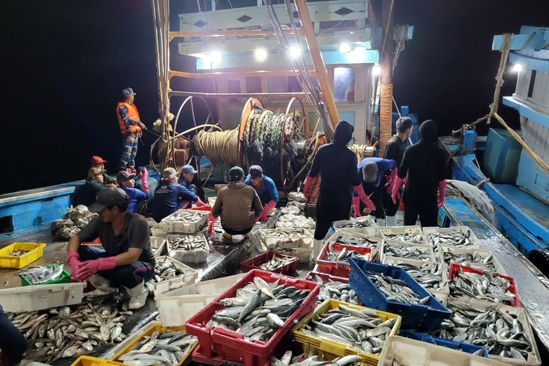 Thừa Thiên Huế: Bắt giữ hai tàu cá đánh bắt hải sản trái phép