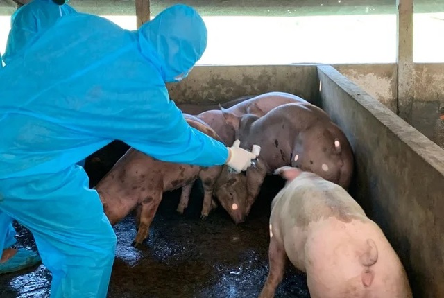 Chỉ thị của Thủ tướng Chính phủ về việc thực hiện nghiêm các biện pháp phòng, chống bệnh Dịch tả lợn châu Phi