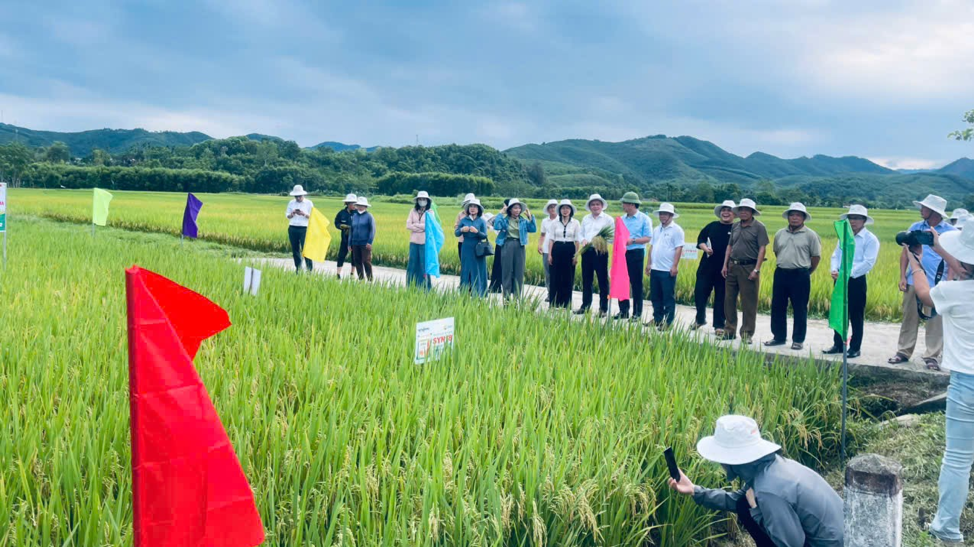 Hình ảnh: ĐÁNH GIÁ HIỆU QUẢ KINH TẾ GIỐNG LÚA LAI SYN18 TẠI NGHỆ AN: CƠ SỞ CHO CHIẾN LƯỢC NÔNG NGHIỆP BỀN VỮNG số 4